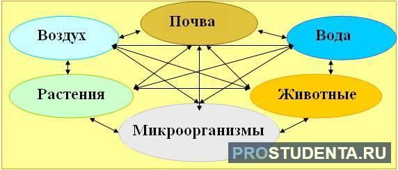 Земная взаимосвязь природы