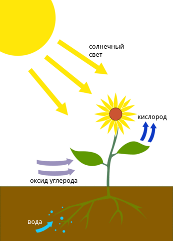 Влияние солнца на жизнь