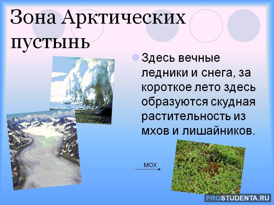 Зона арктических пустынь: географическая характеристика, флора и фауна ...