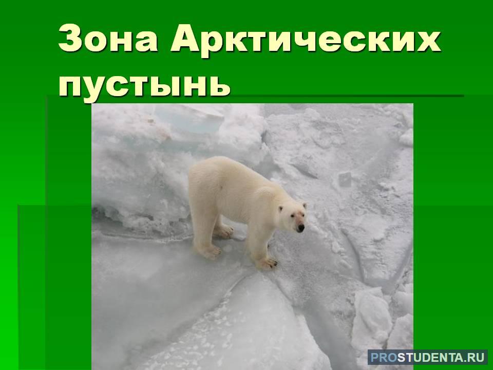 Зона арктических пустынь: географическая характеристика, флора и фауна ...
