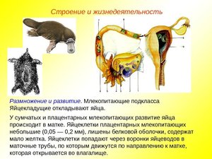 Строение и жизнедеятельность 