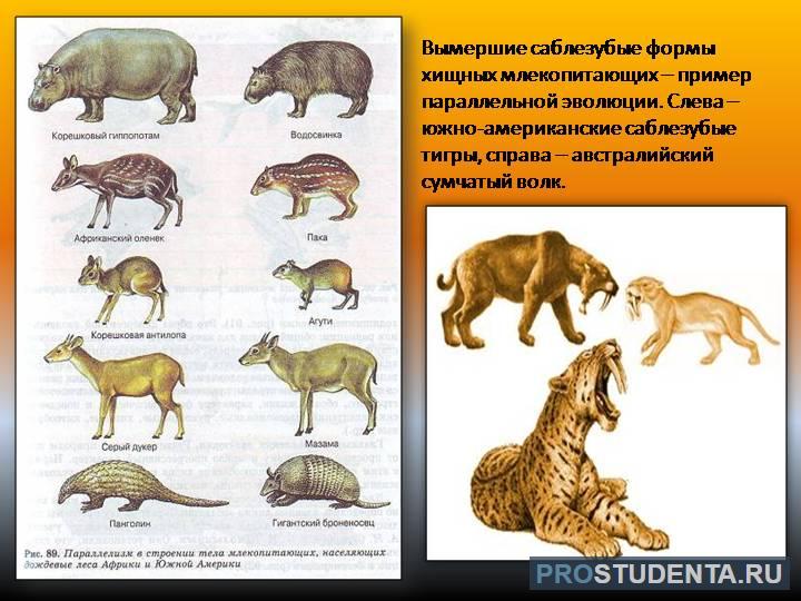 Эволюционные изменения млекопитающих. Dytiybq DBL lhtdyb[ ;bdjnys[. Эволюция хищных млекопитающих. Колюция млекопитающих животных.