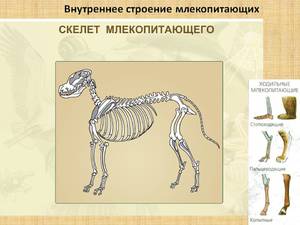 Строение млекопитающих