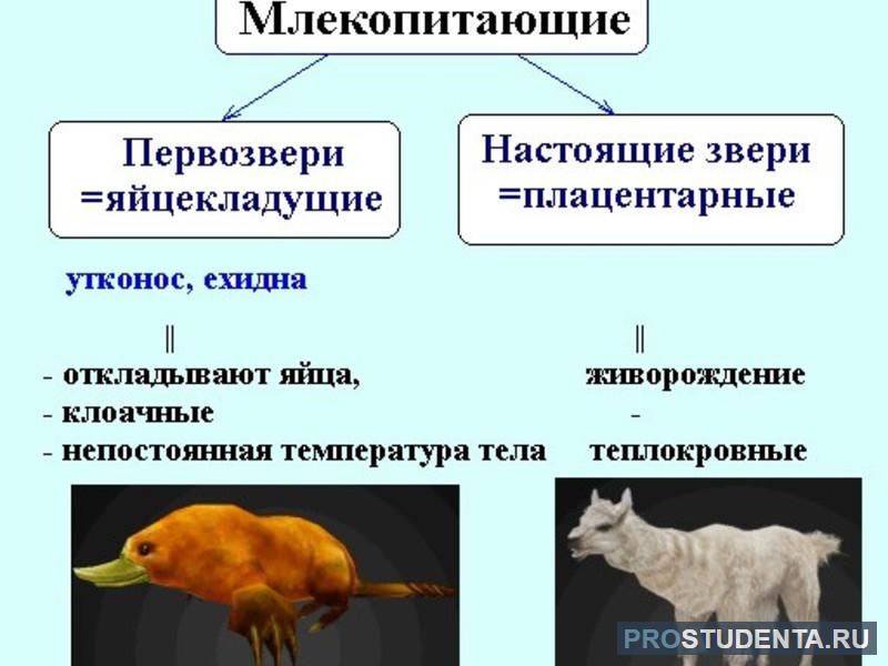 Хордовые животные млокопитающие Хордовые животные