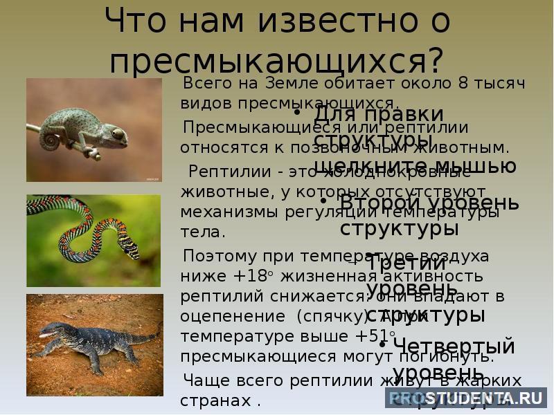 Пресмыкающиеся на нашей планете