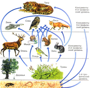 Пищевая цепочка в природе: её виды и значение в экосистеме