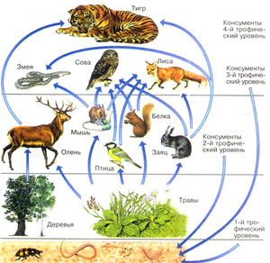 Как происходит пищевая цепочка