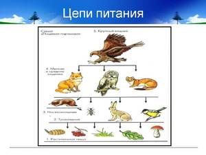 Пастбищные цепочки питания