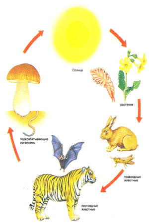 Как происходит пищевая цепь в природе