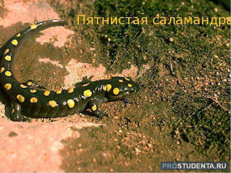 Пятнистая саламандра - представитель земноводных животных