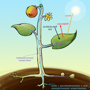 Фотосинтез - дыхание нашей планеты