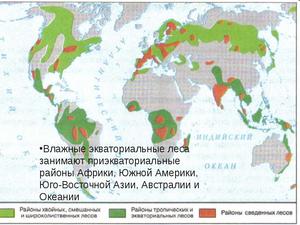 Влажные экваториальные леса