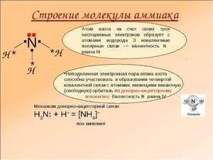 Биологическая роль аммиака Аммиак является конечным продуктом азотистого обмена в организме