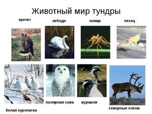 Птицы тундры