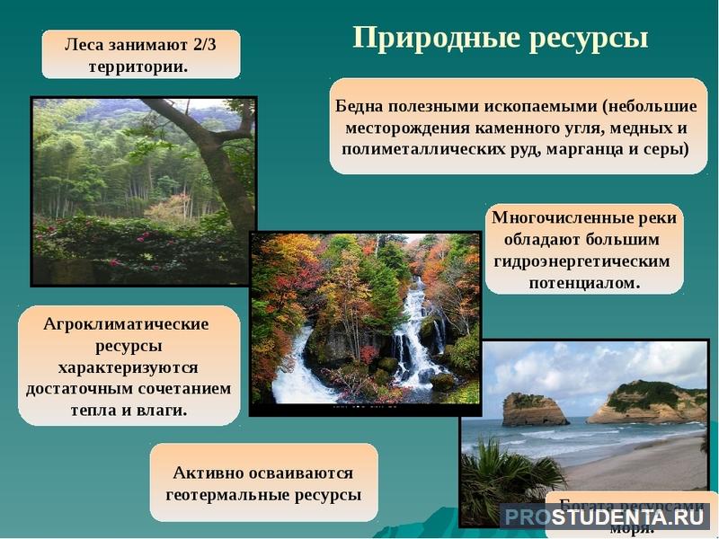 Лесные богатства России