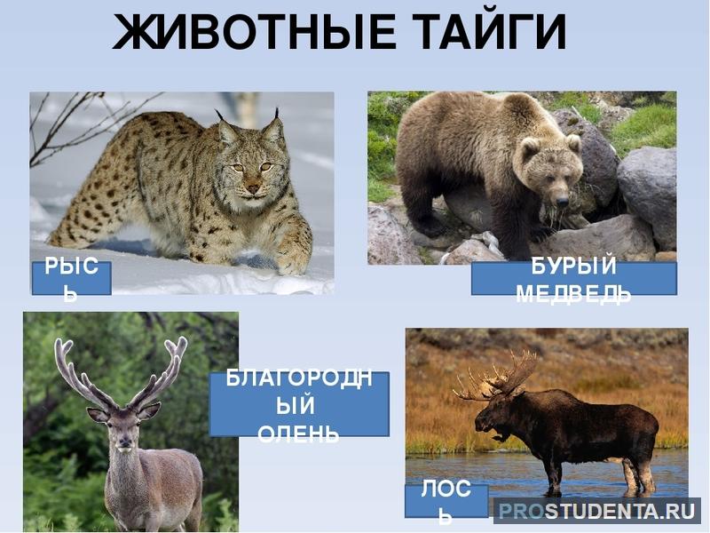 Животный мир тайги