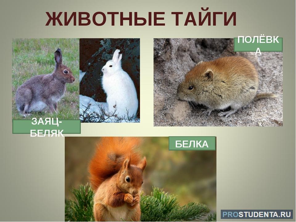 Природная зона тайги: расположение, климат, типичная флора и фауна