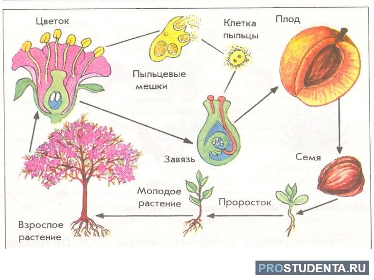 Покрытосеменные растения 