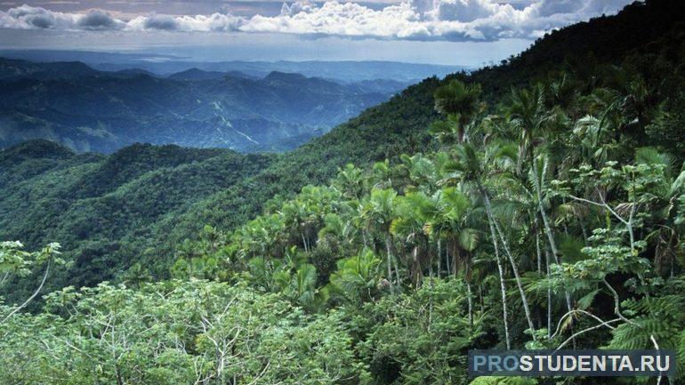 Влажные экваториальные леса и их типичные представители