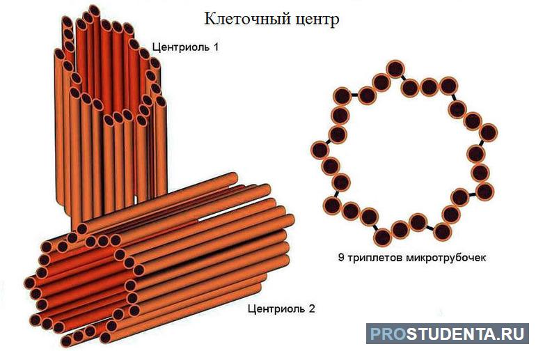 Строение и основные функции животного клеточного центра