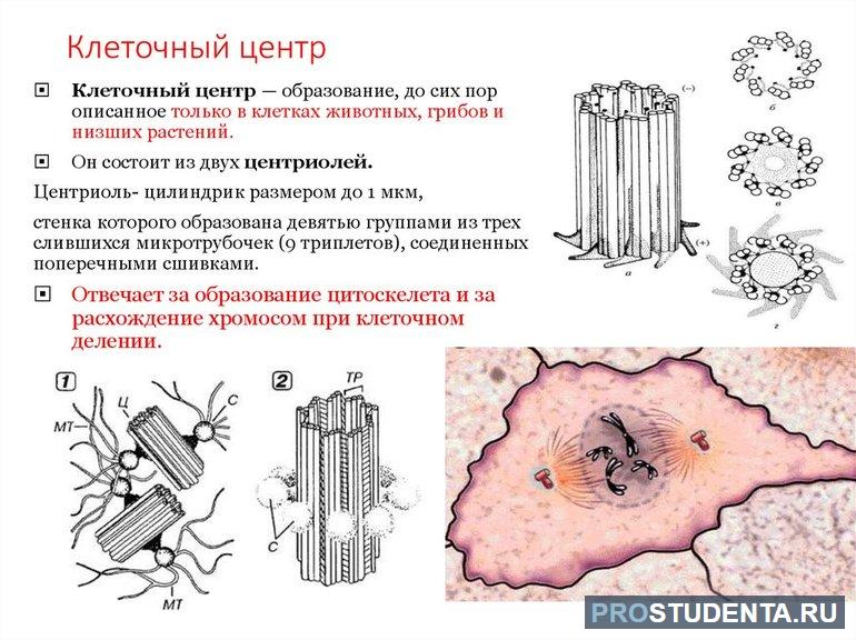 Клеточный центр строение и функции 