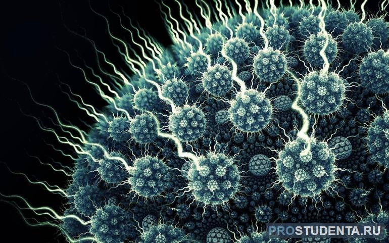 Вирусы атакуют строго определённые клетки
