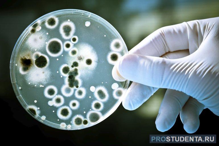 Роль бактерий в жизни человека и природе