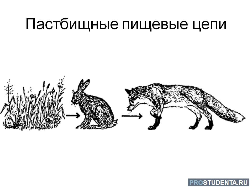 Правильно составленная пастбищная цепь. Пастбищная пищевая цепь. Пастбищная цепь питания. Пастбищная пищевая цепь примеры. Схема пастбищной пищевой цепи.