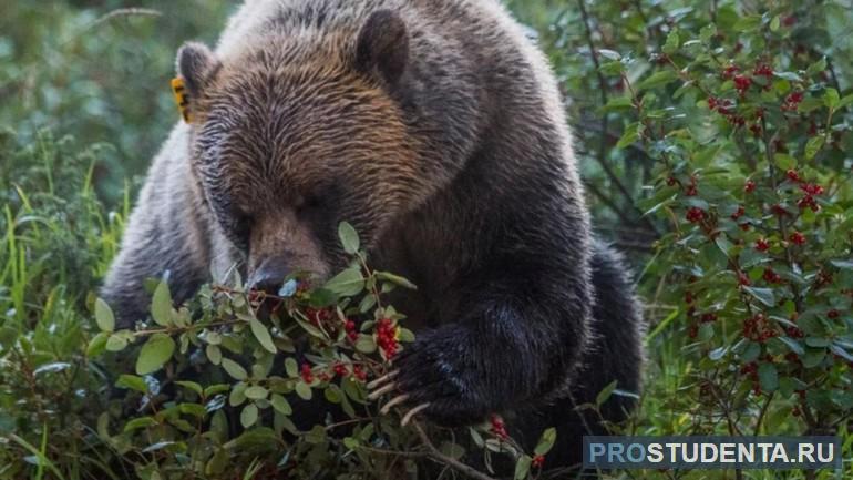 Медведь поедает ягоды