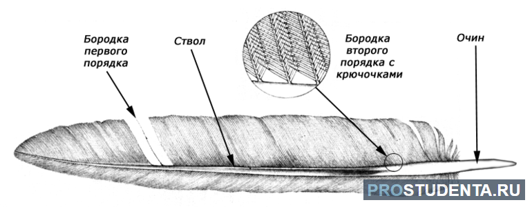 Строение пера