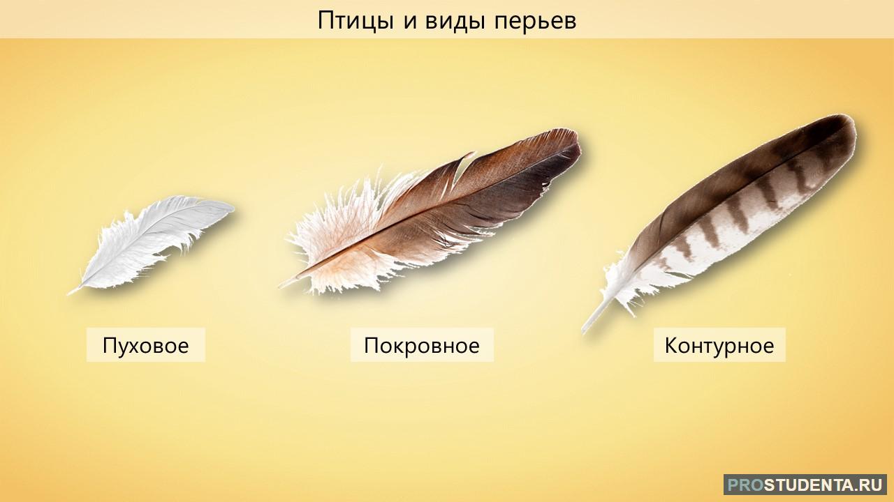 У птиц различают перья. Строение покровного пера птицы. Перья птиц контурное, пуховое, покровное. Виды перьев у птиц. Покровное перо.