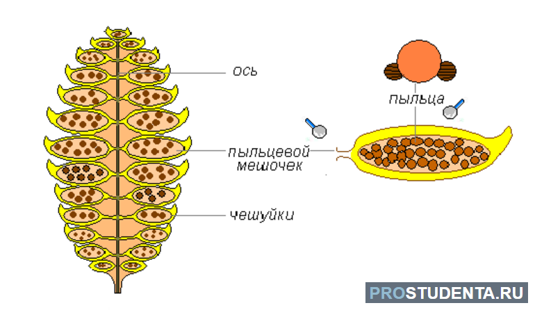 Оплодотворение голосеменных 