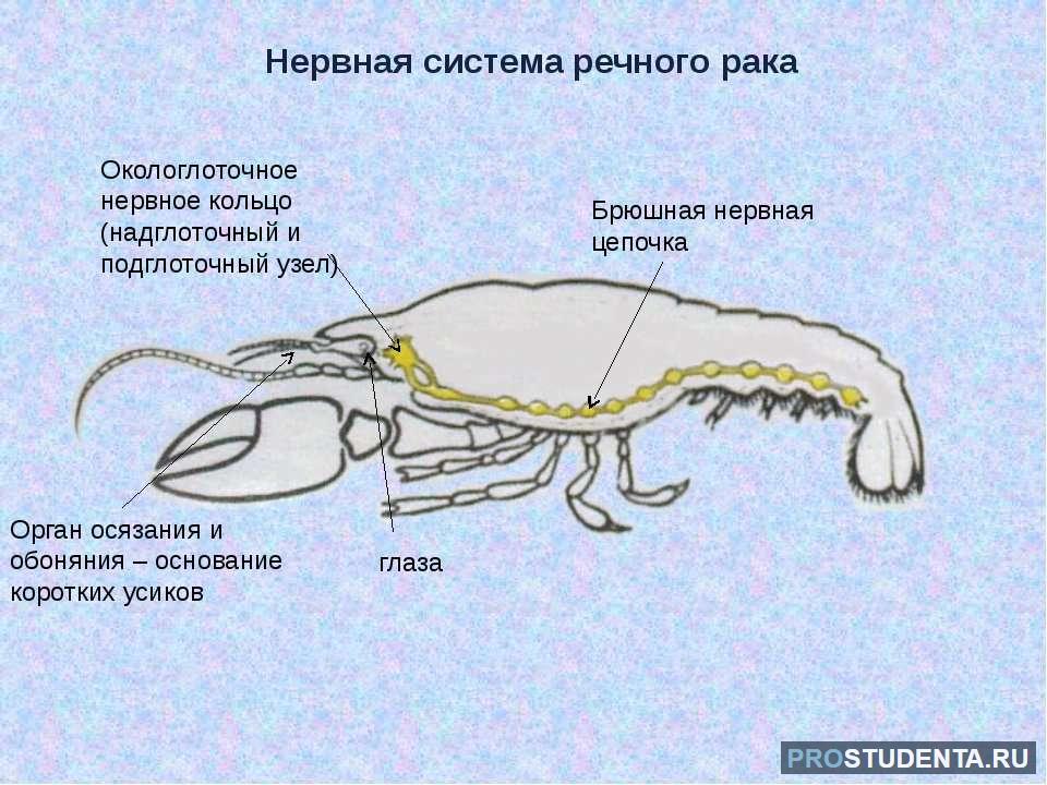 Рак брюшная нервная цепочка. Нервная система членистоногих. Нервная система членистоногих ракообразные. Нервная система ракообразных. Нервная система членистоногих 7 класс биология.