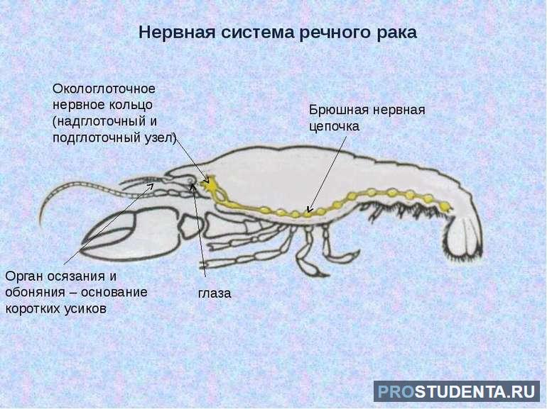 Нервная система ракообразных