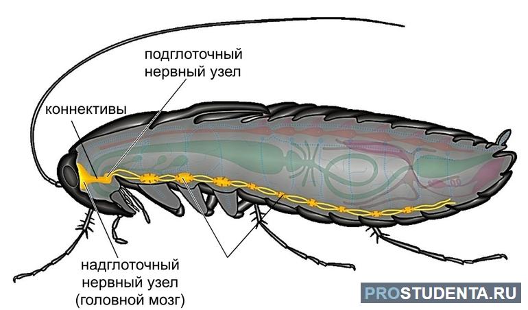 Нервная система у насекомых