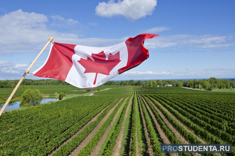 Общая характеристика и специализация сельского хозяйства Канады
