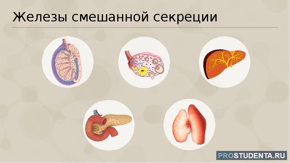 Железы смешанной секреции человека. К железам смешанной секреции относят. Железы внутренней и внешней секреции. Печень железа смешанной секреции.