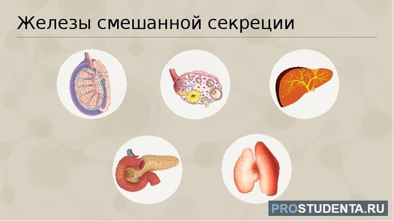 Какие железы относятся к железам смешанной секреции