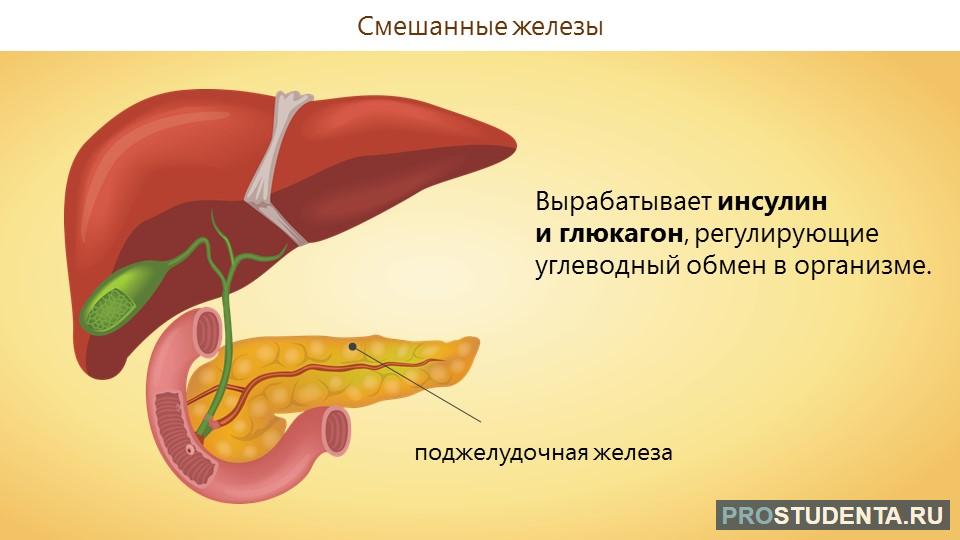 Печень смешанная железа