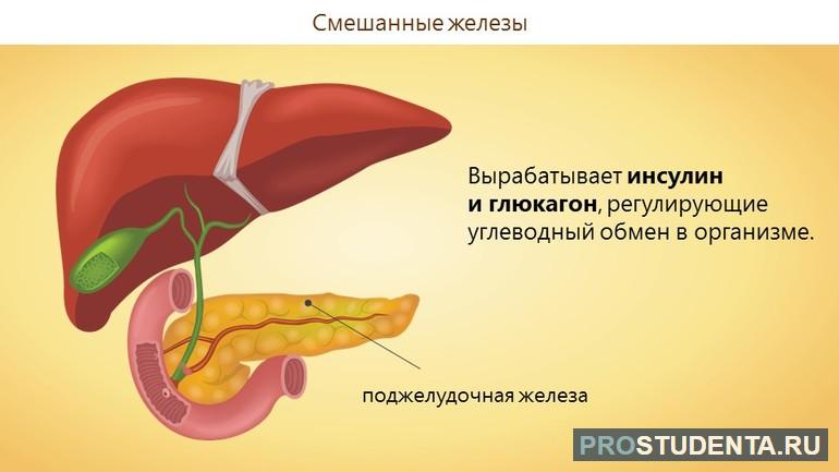 Железы смешанной секреции 