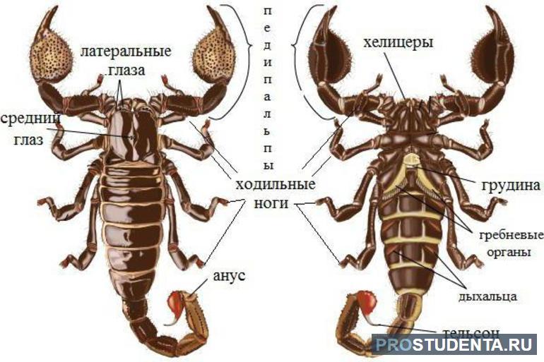 Паук скорпион 