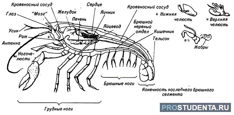 Скорпион это насекомое 