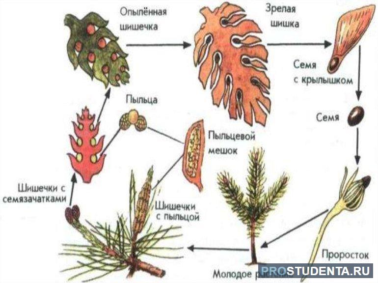 Размножение голосеменных растений 