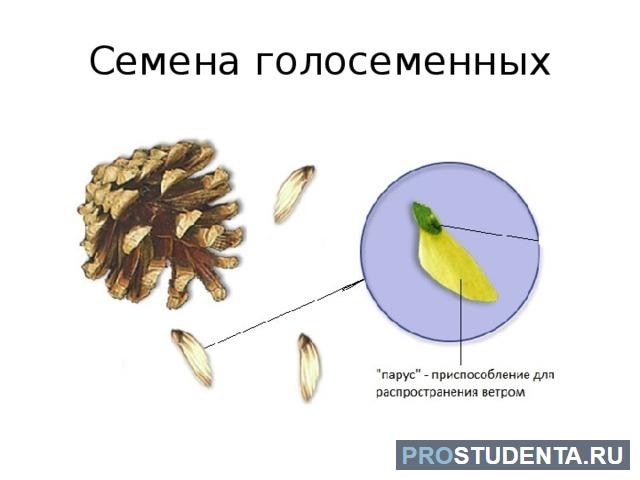 Органы размножения голосеменных растений