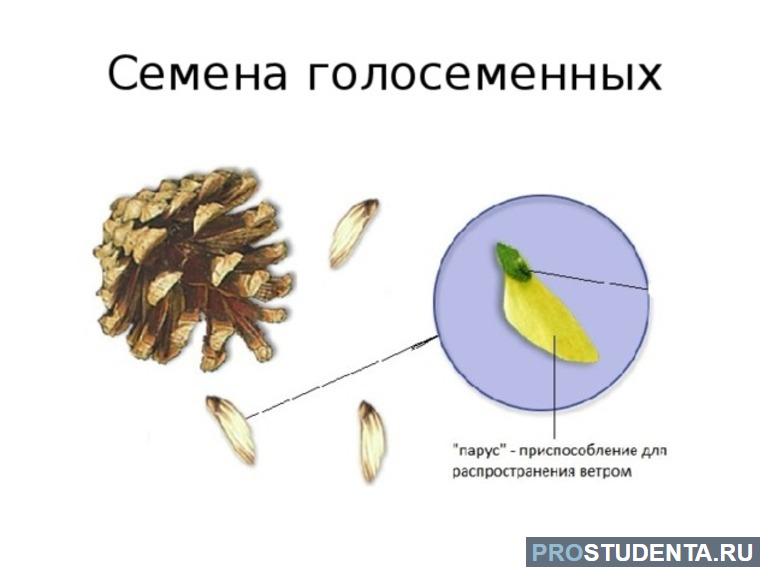 Оплодотворение голосеменных растений 