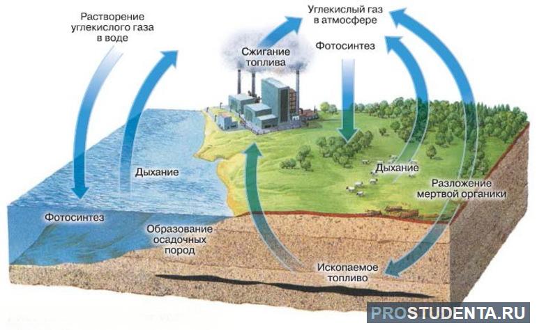 Углекислый газ функции в биосфере. Круговорот углерода в природе про ГАЗ. Круговорот углерода в биосфере. Круговорот углекислого газа в природе схема. Круговорот углерода в природе в биосфере.