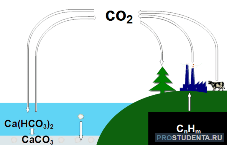 Краткое описание круговорота углерода в природе
