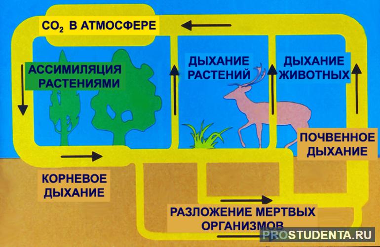  круговорот углерода в природе 