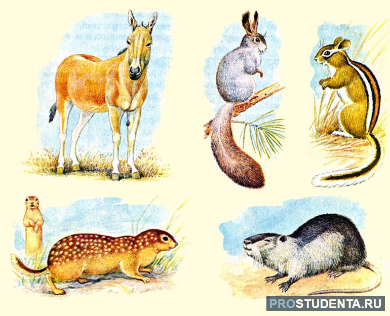 Главные признаки и отличия млекопитающих животных