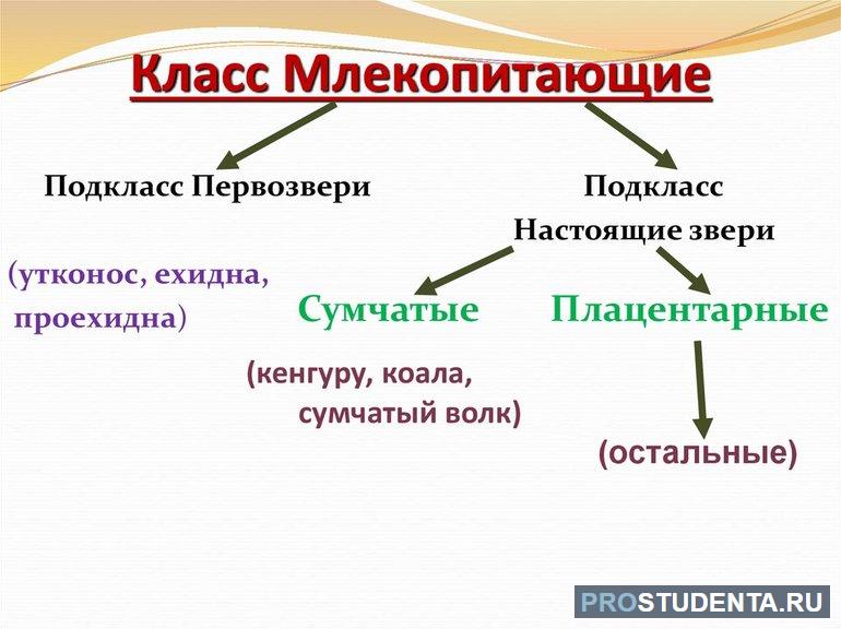 Признаки млекопитающих животных 